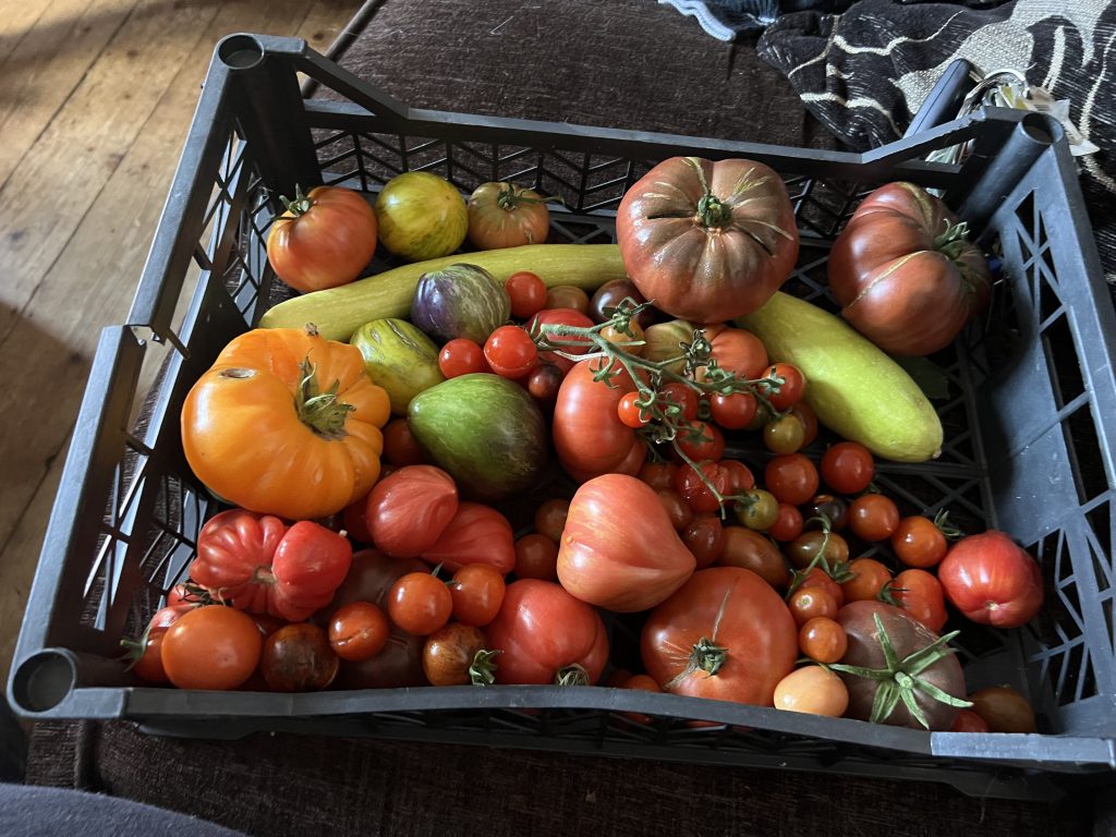 Tray of heirloom tomatoes and squash